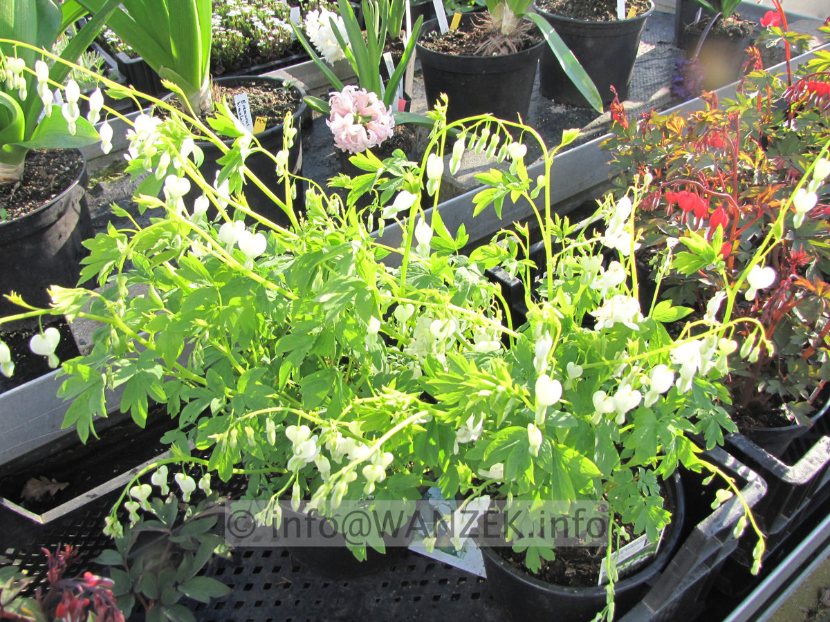 Dicentra spectabilis Alba 2.JPG